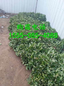 二代奶油草莓苗泌陽價格