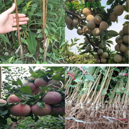 【慈溪市-哪里有長李78李子樹苗苗木行情&mdash;2年生李子樹苗現(xiàn)挖現(xiàn)賣】-