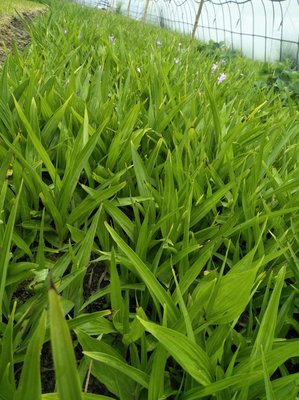 陜西商洛山陽縣 優質白芨種苗產業發展與市場前景探析